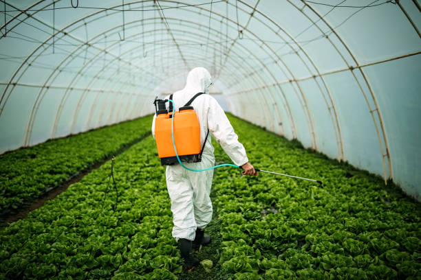 Best Affordable Pest Control Services  in New Sarpy, LA