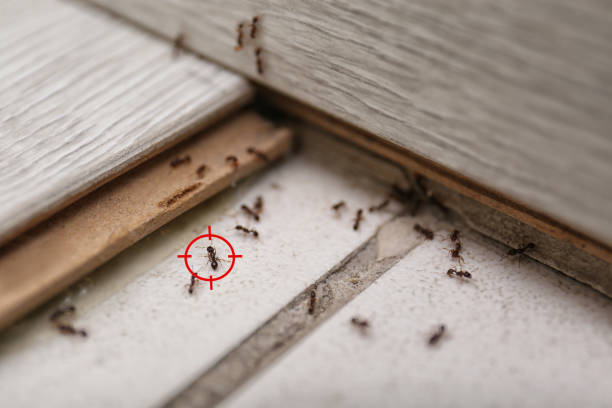 Best Pest Control Near Me  in New Sarpy, LA