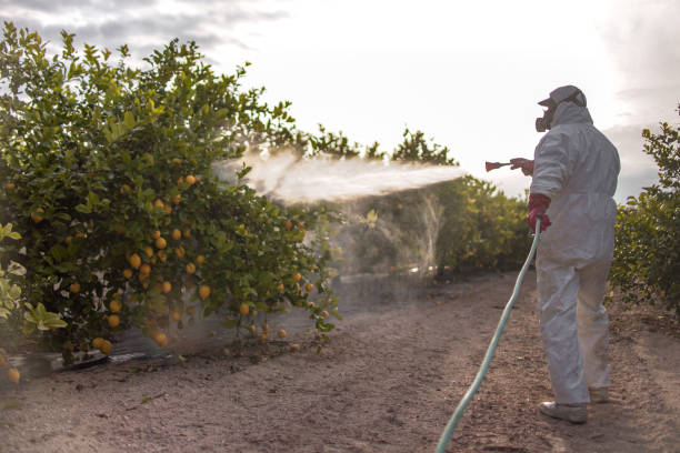 Best Ant Control Services  in New Sarpy, LA