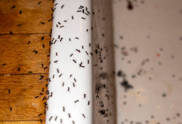 Best Termite Control Services  in New Sarpy, LA