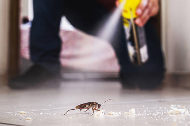 Trusted New Sarpy, LA Pest Control Experts